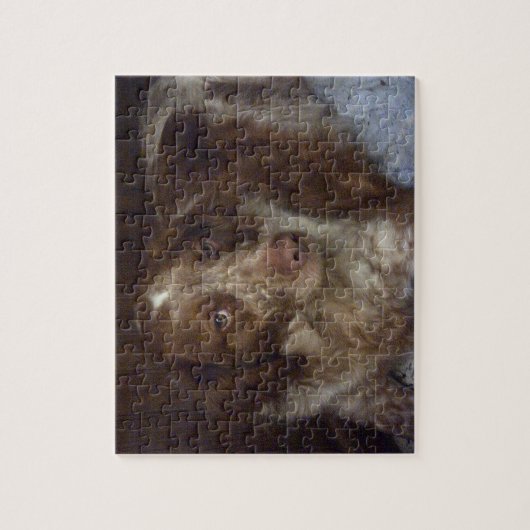 Red Brittany Spaniel dog épagneul breton roux Puzzle (Vertikal)