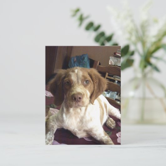 Red Brittany Spanischer Welpenhund Postcard épagne Postkarte (Stehend Vorderseite)