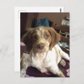 Red Brittany Spanischer Welpenhund Postcard épagne Postkarte (Vorne/Hinten)