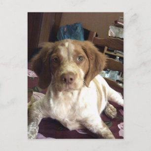 Red Brittany Spanischer Welpenhund Postcard épagne Postkarte