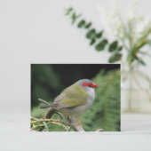 Red Browed Finch Postkarte (Stehend Vorderseite)
