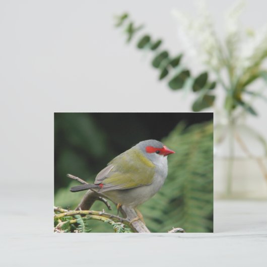 Red Browed Finch Postkarte (Stehend Vorderseite)