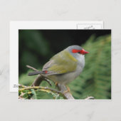 Red Browed Finch Postkarte (Vorne/Hinten)
