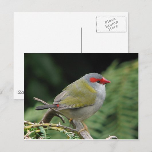 Red Browed Finch Postkarte (Vorne/Hinten)