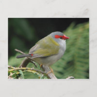 Red Browed Finch