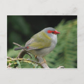 Red Browed Finch Postkarte (Vorderseite)