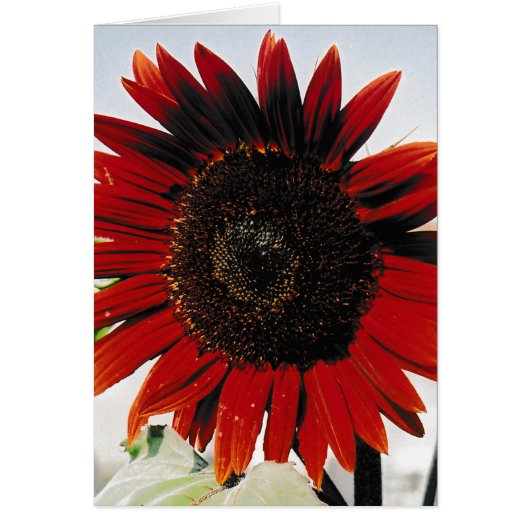 Red Brown Greeting Card (Vorne)