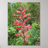 Red Buckeye Poster (Vorne)