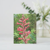 Red Buckeye Postkarte (Stehend Vorderseite)