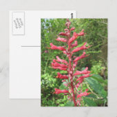 Red Buckeye Postkarte (Vorne/Hinten)