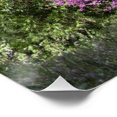 Red Bud Baum im Frühling.. Poster (Ecke)