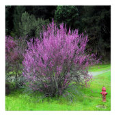 Red Bud tree.... Poster (Vorderseite)
