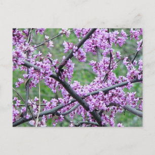 Red Bud Tree Postkarte