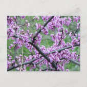Red Bud Tree Postkarte (Vorderseite)