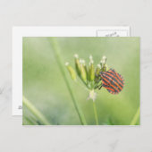 Red Bug - Eine weitere Flasche verletzt nicht Postkarte (Vorne/Hinten)