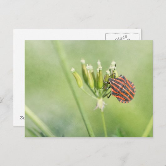 Red Bug - Eine weitere Flasche verletzt nicht Postkarte (Vorne/Hinten)