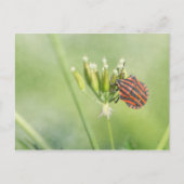 Red Bug - Eine weitere Flasche verletzt nicht Postkarte (Vorderseite)