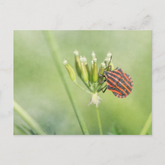 Red Bug - Eine weitere Flasche verletzt nicht Postkarte (Vorderseite)