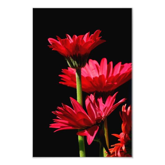 Red Burgundy Gerber Daisy Fotodruck (Vorne)
