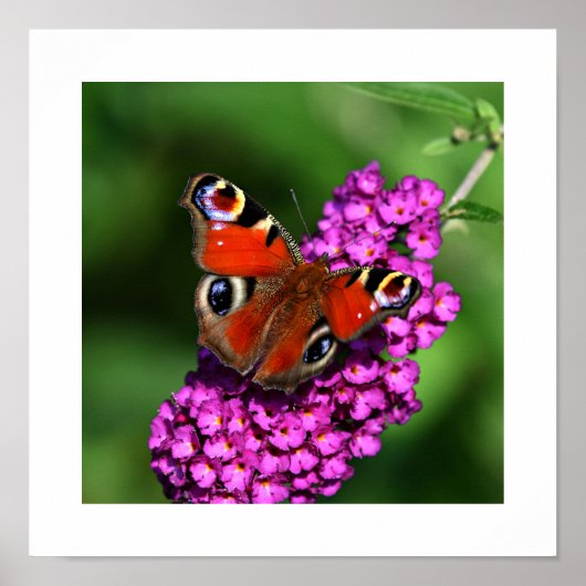 Red Butterfly & Blume Poster (Vorne)