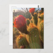 Red Cactus Blume Sunset Postkarte (Vorne/Hinten)