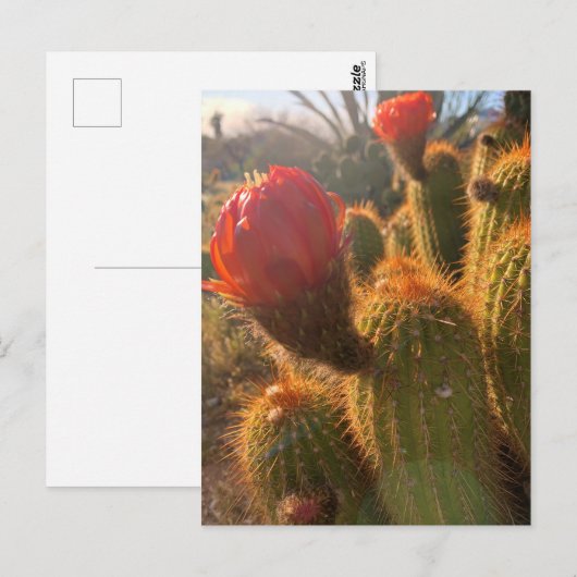 Red Cactus Blume Sunset Postkarte (Vorne/Hinten)