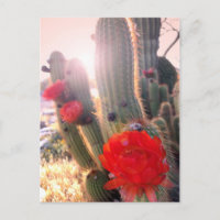 Red Cactus Blume Sunset