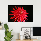 Red Cactus Dahlia Poster (Heimbüro)