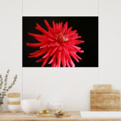 Red Cactus Dahlia Poster (Küche)