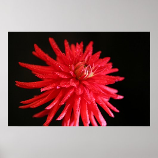Red Cactus Dahlia Poster (Vorne)