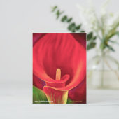 Red Cala Lily Tropical Blume Art - Multi Postkarte (Stehend Vorderseite)