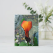 Red Calla Lily Postcards Postkarte (Stehend Vorderseite)