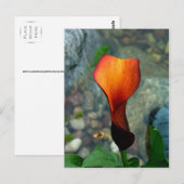 Red Calla Lily Postcards Postkarte (Vorne/Hinten)