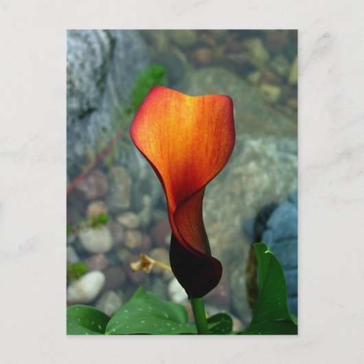 Red Calla Lily Postcards Postkarte (Vorderseite)