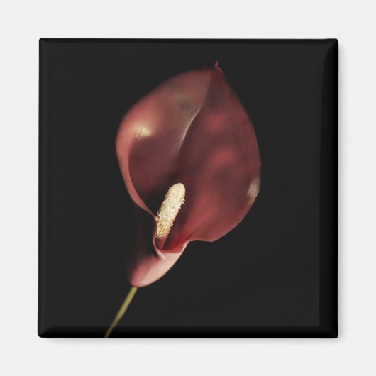 Red Calla - Magnet (Vorne)
