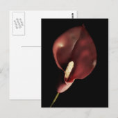 Red Calla - Postcard Postkarte (Vorne/Hinten)