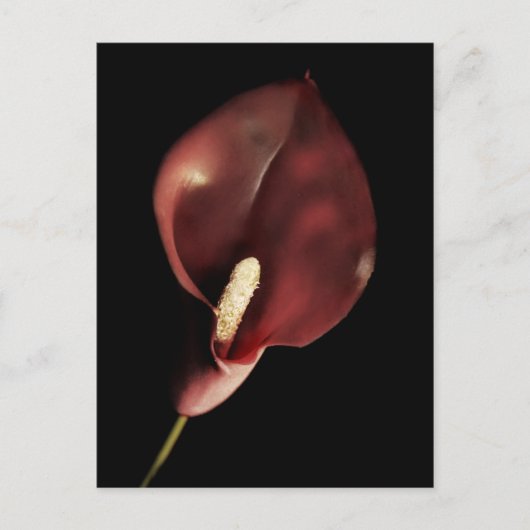 Red Calla - Postcard Postkarte (Vorderseite)
