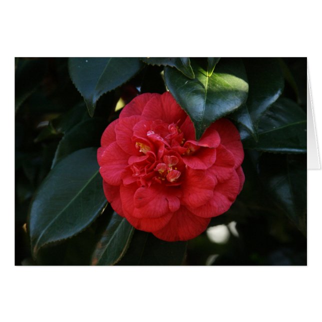 "Red Camellia # 1" (Vorderseite (Horizontal))