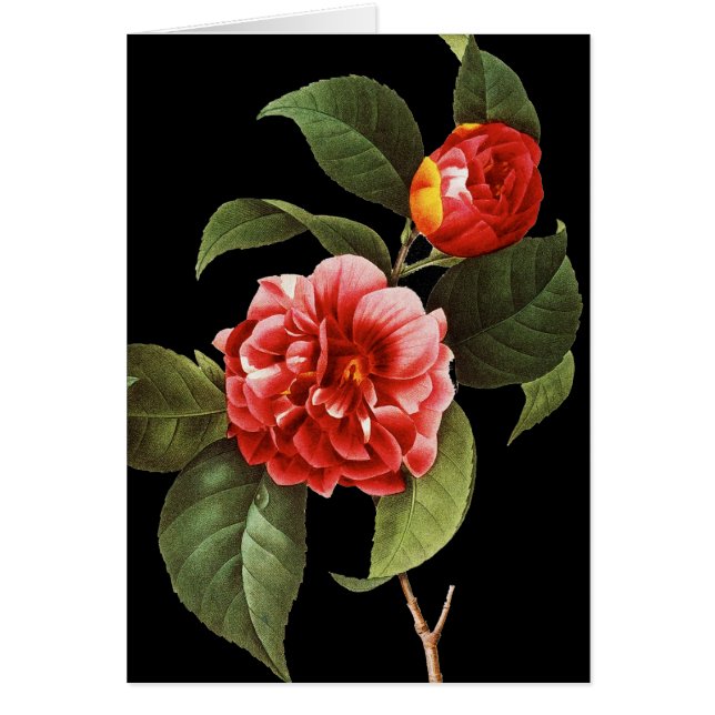Red Camellia, 1833 (Vorne)