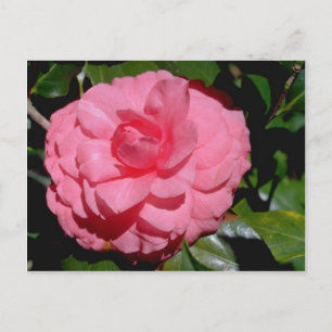 Red Camellia, japonica Blume Postkarte