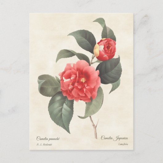 Red Camellia Japonica Vintag Botanical Postkarte (Vorderseite)