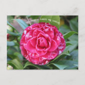 Red Camellia Postkarte (Vorderseite)