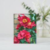 Red Camellia Postkarte (Stehend Vorderseite)