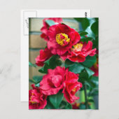 Red Camellia Postkarte (Vorne/Hinten)