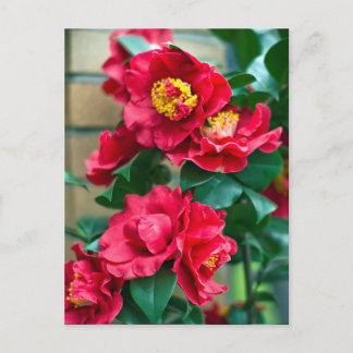 Red Camellia Postkarte