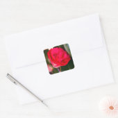 Red Camellia Stickers (Umschlag)