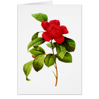 Red Camellia von Pierre Joseph Redoute