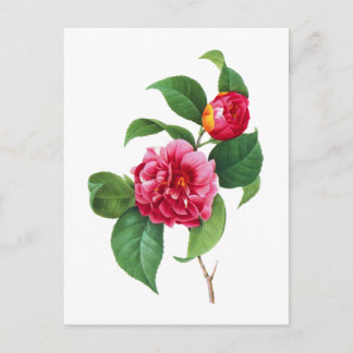 Red Camellias von Pierre-Joseph Redoute Postkarte