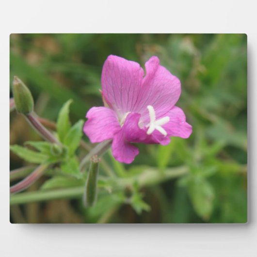 Red Campion Wildblume Plaque Fotoplatte (Vorderseite)