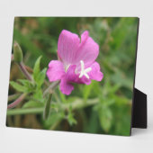 Red Campion Wildblume Plaque Fotoplatte (Seite)
